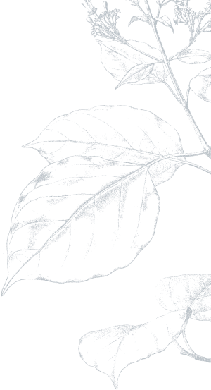 Background Plant Image